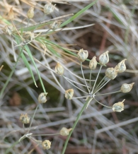 Allium moschatum L. Ajo almizcleño. Ajo moscado.