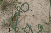 Allium oleraceum L. Ajo campestre. RAREZA. 4