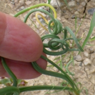 Allium oleraceum L. Ajo campestre. RAREZA. 2