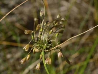 Allium oleraceum 2