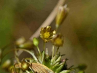 Allium oleraceum 3