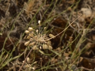 Allium paniculatum 2
