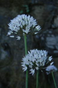 Allium pyrenaicum 2