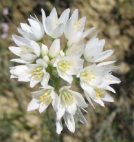 Allium roseum (L.) Krock., Ajo rosado, Ajo de culebra. Hipocromático 3
