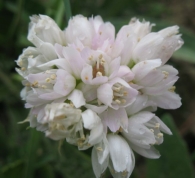 Allium roseum (L.) Krock., Ajo rosado, Ajo de culebra 4