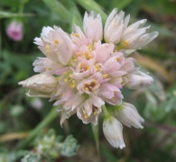 Allium roseum (L.) Krock., Ajo rosado, Ajo de culebra 3