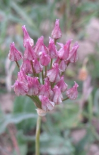 Allium roseum (L.) Krock., Ajo rosado, Ajo de culebra 2