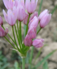 Allium roseum (L.) Krock., Ajo rosado, Ajo de culebra