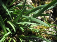 Allium senescens L. subsp. montanum (Fr.) Holub 3