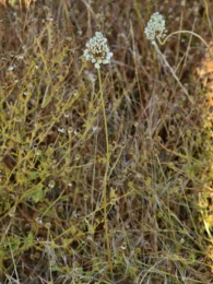 Allium stearnii 2