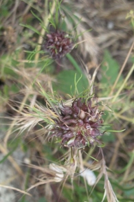 Allium vineale L., Ajo de las viñas, Puerro de viña, Sorgin-baratxuri, Ajicuervo. 2