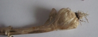 Allium vineale L., Ajo de las vi�as, Puerro de vi�a, Sorgin-baratxuri, Ajicuervo. 7