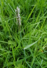 Alopecurus geniculatus