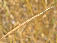 Alopecurus myosuroides