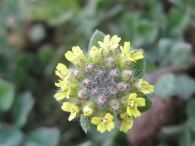 Alyssum simplex