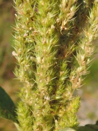Amaranthus hybridus hypochondriacus 3