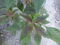Amaranthus hybridus subsp. cruentus (L.) Thell., Amaranto. Bledo