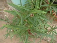 Amaranthus muricatus (Moq.) Hieron., Bledo rastrero 2