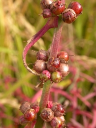Ammannia robusta