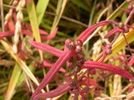 Ammannia robusta 2
