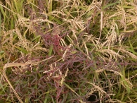 Ammannia robusta 3