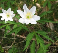 Anemone nemorosa L., An�mona de los bosques. Con 7 y 8 p�talos.