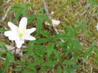 Anemone nemorosa L., An�mona de los bosques 2