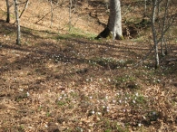 Anemone nemorosa L., An�mona del bosque.