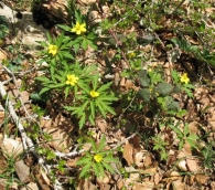Anemone ranunculoides L., Anémona amarilla
