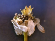 Anthemis cotula
