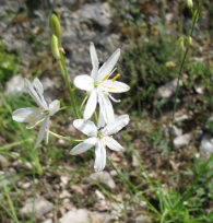 Anthericum liliago L., Phalangium liliago (L.) Schreb, Falangera