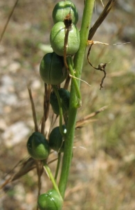 Anthericum liliago�L., Phalangium liliago (L.) Schreb, Falangera. FRUTOS