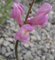 Antirrhinum litigiosum Pau, Antirrhinum barrelieri subsp. litigiosum, Boca de dragón de h. estrecha 9