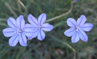 Aphyllanthes monspeliensis L., Junquillo azul, Azulita 3