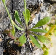 Arabidopsis thaliana Heynh. (1800-1860). 2