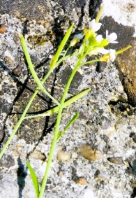 Arabidopsis thaliana Heynh. (1800-1860). 3