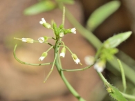 Arabidopsis thaliana