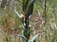 Arabis Glabra (L.) Bernh.