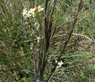 Arabis Glabra (L.) Bernh.