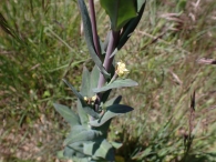Arabis Glabra (L.) Bernh.