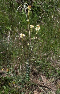 Arabis Glabra (L.) Bernh.