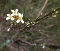 Arabis Glabra (L.) Bernh.