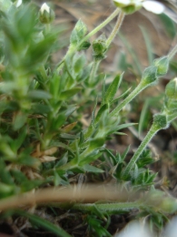 Arenaria grandiflora 2
