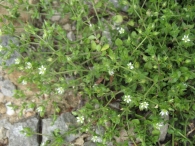 Arenaria serpyllifolia L. 2