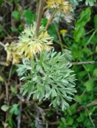 Artemisia absinthium 2