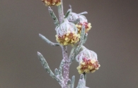 Artemisia alba 4