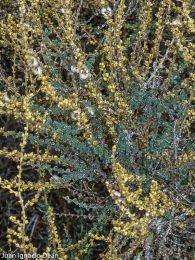 Artemisia caerulescens 2