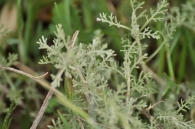 Artemisia caerulescens 2