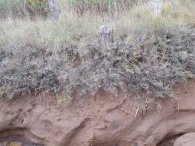 Artemisia caerulescens 3