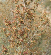 Artemisia herba-alba, Asso, Artemisa blanca. Ontina.